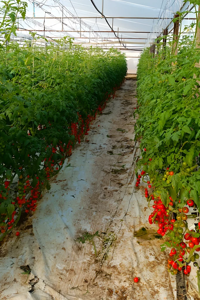 Azienda Agricola Bonvento Antonino - Maturazione dei Pomodorini